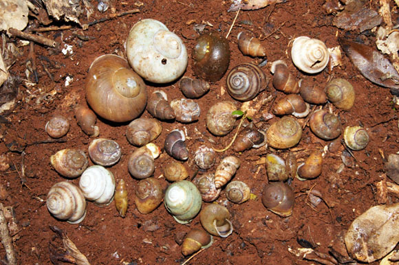 Zachrysia sp., Jeanneretia subtussulcata, Oleacina oleacea, Glyptemoda torrei torrei, Chondrothyretes sp. Vi�ales